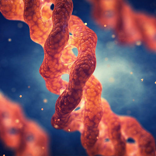 How Collagen and Skin Are Linked