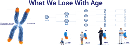 What is the Consequence of Having Short Telomeres?