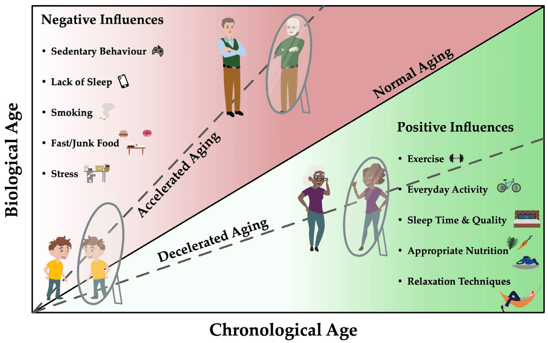 Telomere Length vs. Epigenetic Age: Unraveling the Secrets of Cellular Aging