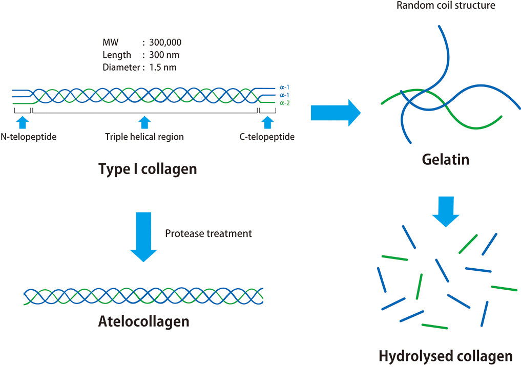 Atelocollagen - an overview